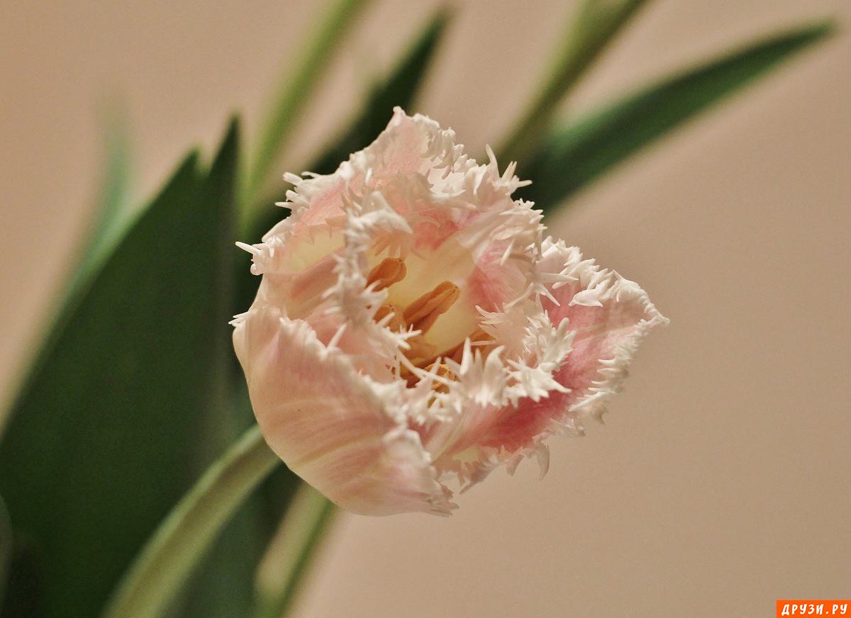 Апрельский тюльпан с зимней окантовкой.